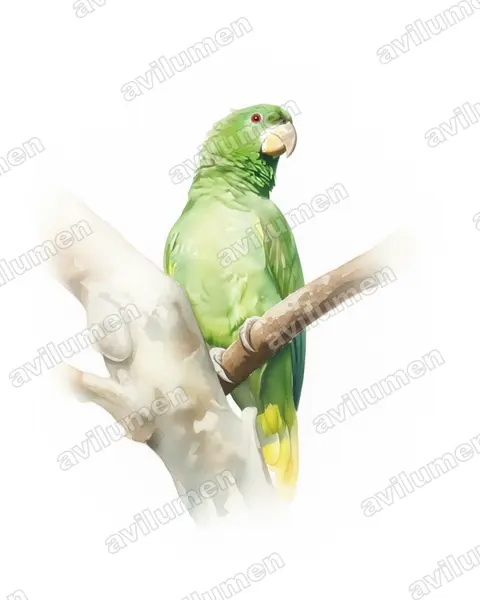 Illustration Aquarelle : Amazona kawalli (Amazone de Kawall)