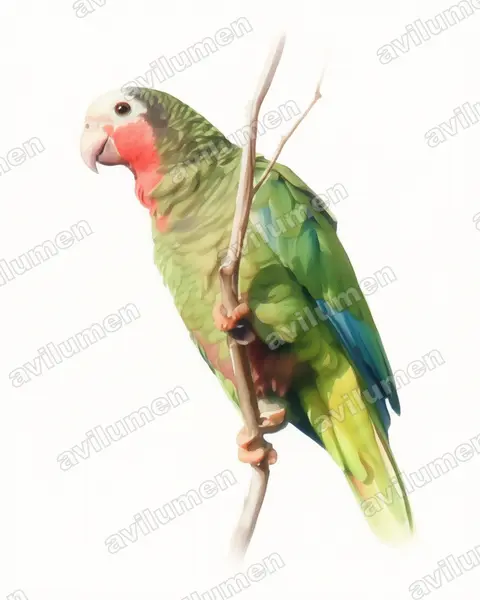 古巴亞馬遜鸚鵡（Amazona leucocephala）的水彩插画