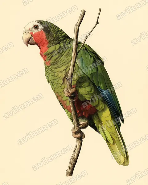 古巴亞馬遜鸚鵡（Amazona leucocephala）的古典图版插画