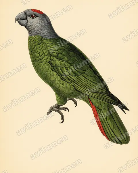 Illustration Planche ancienne : Amazona martinicana (Amazone de la Martinique)