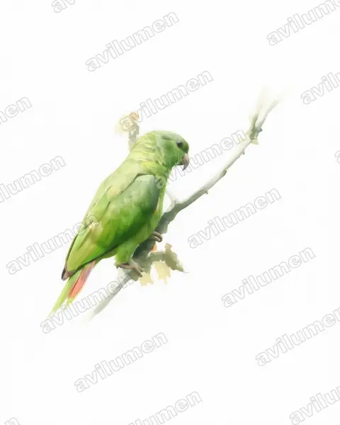 Watercolor illustration: Amazona mercenarius (Scaly-naped Amazon)
