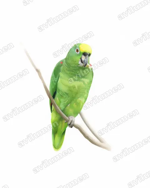 Ilustración en Acuarela: Amazona ochrocephala (Loro real amazónico)