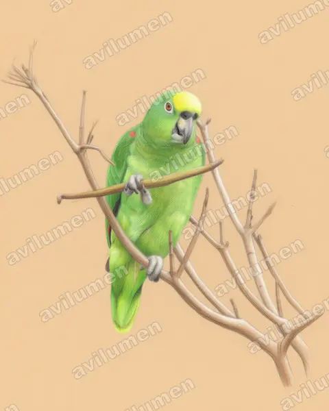 Ilustración en Lápiz de color: Amazona ochrocephala (Loro real amazónico)