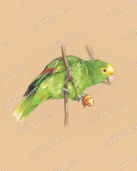 Illustration Crayon de couleur : Amazona oratrix (Amazone à tête jaune)