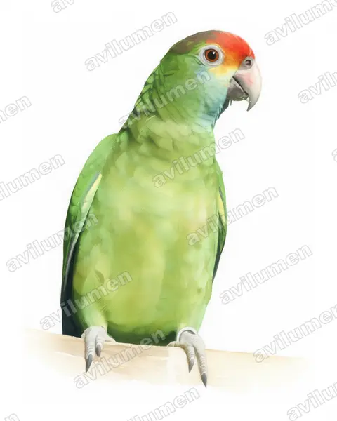 Ilustración en Acuarela: Amazona rhodocorytha (Loro de cejas rojas)