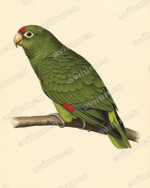 Illustration im Stil Historische Tafel: Tucumán-Amazone (Amazona tucumana)