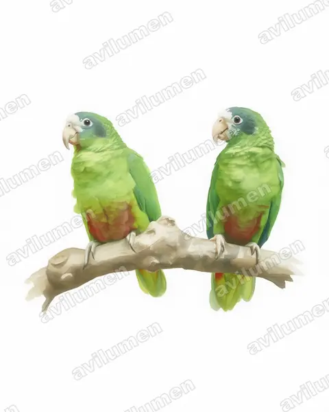 亚马逊鹦鹉（Amazona ventralis）的水彩插画