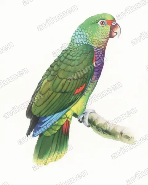 紅胸鸚鵡（Amazona vinacea）的水彩插画
