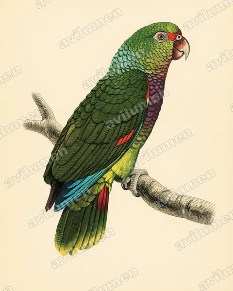 紅胸鸚鵡（Amazona vinacea）的古典图版插画