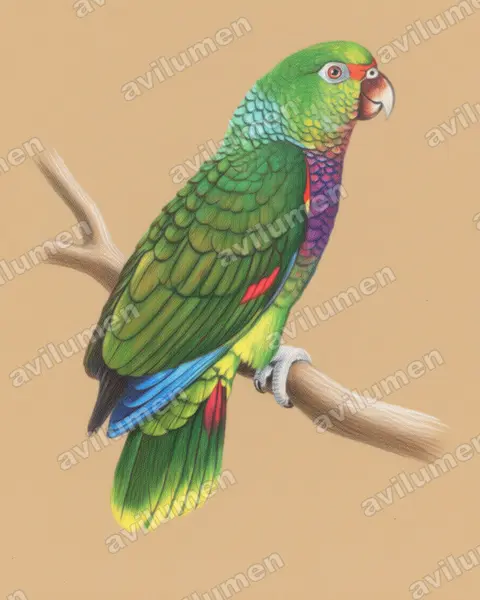 紅胸鸚鵡（Amazona vinacea）的彩色铅笔插画