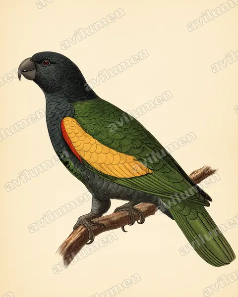 Vintage plate illustration: Amazona violacea (Guadeloupe Amazon)