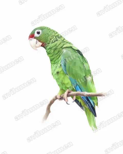 Illustration Aquarelle : Amazona vittata (Amazone de Porto Rico)
