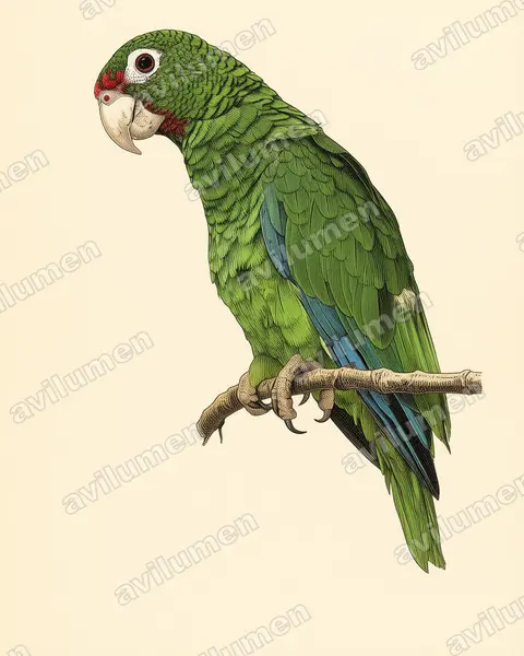 Illustration Planche ancienne : Amazona vittata (Amazone de Porto Rico)