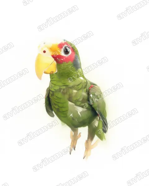 Illustration im Stil Aquarell: Goldzügelamazone (Amazona xantholora)