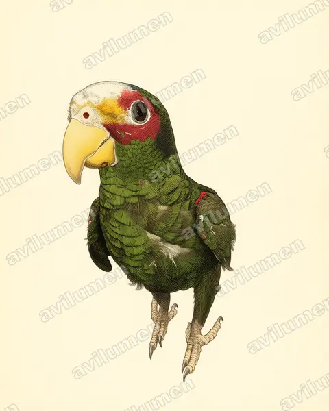 Illustration im Stil Historische Tafel: Goldzügelamazone (Amazona xantholora)