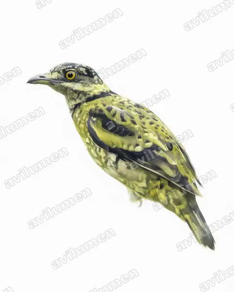 Watercolor illustration: Ampelioides tschudii (Scaled Fruiteater)