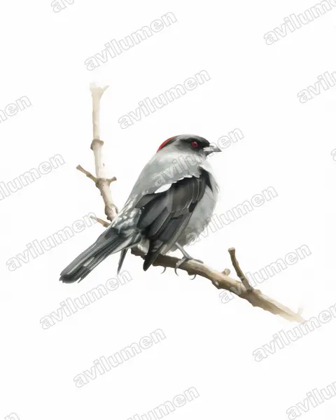 Illustration Aquarelle : Ampelion rubrocristatus (Cotinga à huppe rouge)