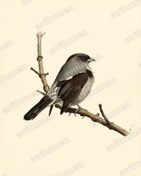 Illustration Planche ancienne : Ampelion rubrocristatus (Cotinga à huppe rouge)