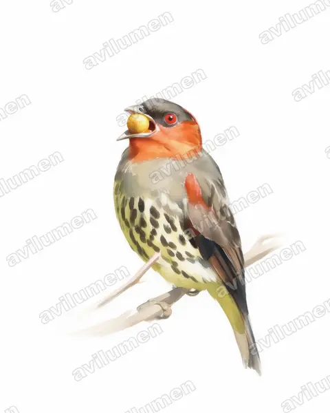 Illustration im Stil Aquarell: Chestnut-crested Cotinga (Ampelion rufaxilla)
