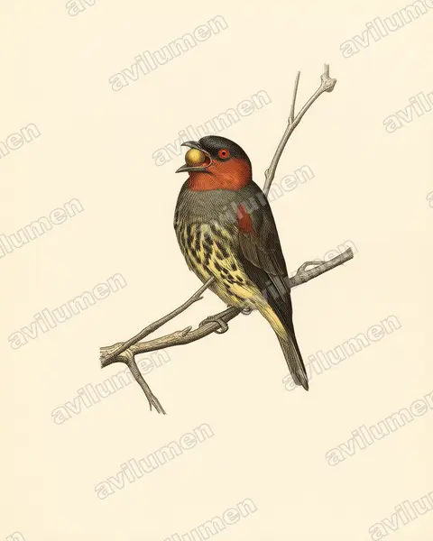 Illustration im Stil Historische Tafel: Chestnut-crested Cotinga (Ampelion rufaxilla)