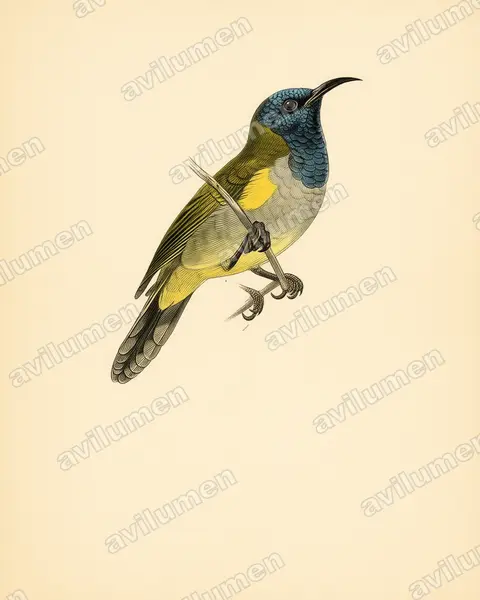 Illustration im Stil Historische Tafel: Reichenbach-Nektarvogel (Anabathmis reichenbachii)