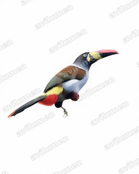 Illustration Aquarelle : Andigena hypoglauca (Toucan bleu)