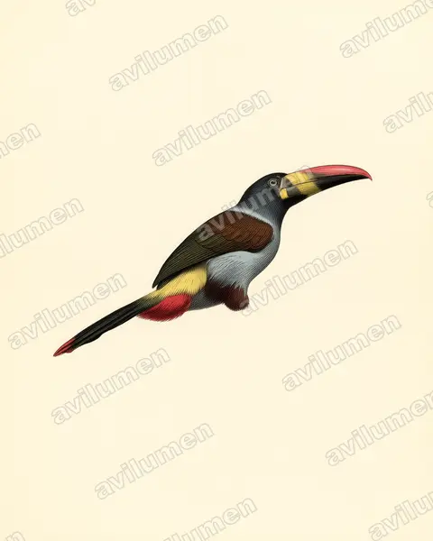 Illustration Planche ancienne : Andigena hypoglauca (Toucan bleu)