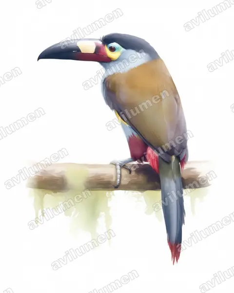 Illustration im Stil Aquarell: Leistenschnabeltukan (Andigena laminirostris)