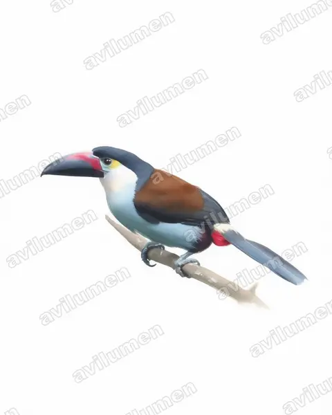 Ilustración en Acuarela: Andigena nigrirostris (Tucán celeste)