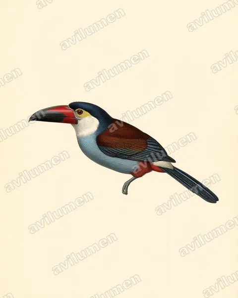 Ilustración en Lámina antigua: Andigena nigrirostris (Tucán celeste)
