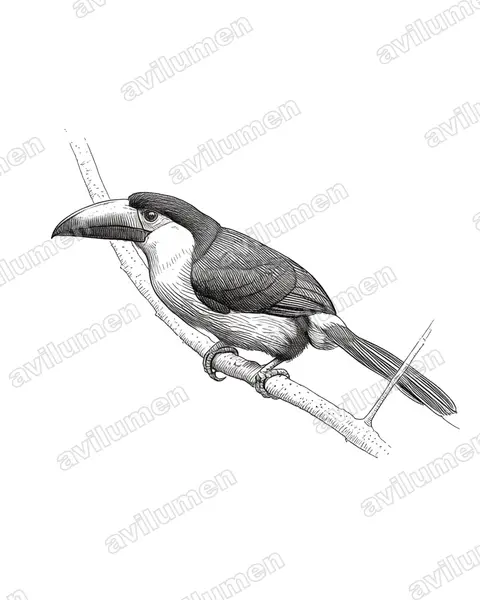 Ilustración en Tinta: Andigena nigrirostris (Tucán celeste)