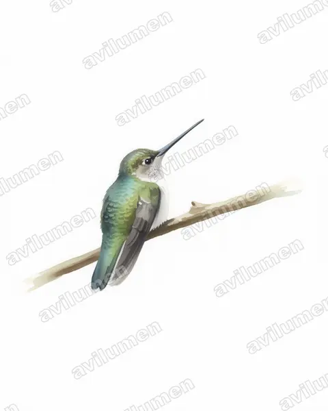 Watercolor illustration: Androdon aequatorialis (Tooth-billed hummingbird)
