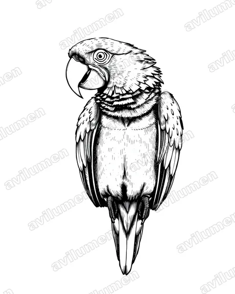 Ilustración en Tinta: Anodorhynchus glaucus (Guacamayo glauco​)