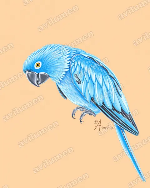 Ilustración en Lápiz de color: Anodorhynchus glaucus (Guacamayo glauco​)