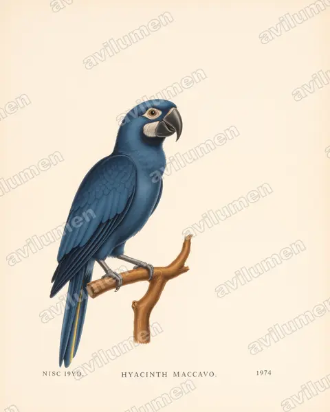 Ilustración en Lámina antigua: Anodorhynchus hyacinthinus (Guacamayo jacinto)