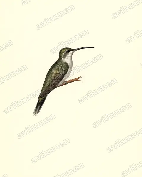 Illustration Planche ancienne : Anopetia gounellei (Ermite de Gounelle)