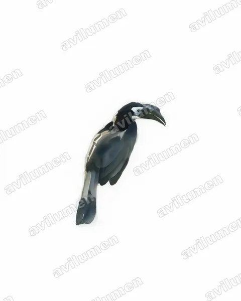 Illustration im Stil Aquarell: Kurzschopfhornvogel (Anorrhinus galeritus)