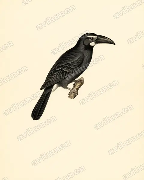 Illustration im Stil Historische Tafel: Kurzschopfhornvogel (Anorrhinus galeritus)