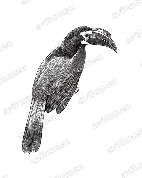 Illustration im Stil Tusche: Kurzschopfhornvogel (Anorrhinus galeritus)