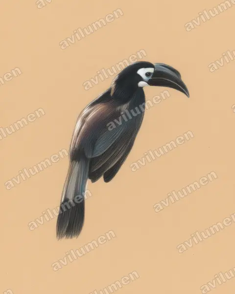 Illustration im Stil Buntstift: Kurzschopfhornvogel (Anorrhinus galeritus)