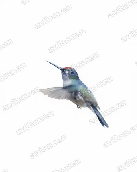 花顶蜂鸟（Anthocephala floriceps）的水彩插画