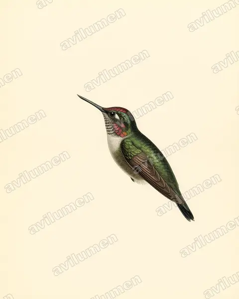 花顶蜂鸟（Anthocephala floriceps）的古典图版插画