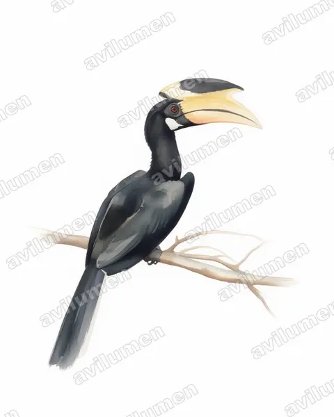 Watercolor illustration: Anthracoceros coronatus (Indian Pied Hornbill)