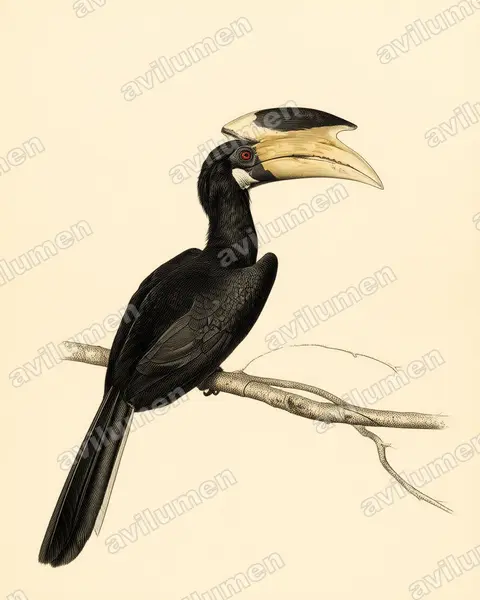 Vintage plate illustration: Anthracoceros coronatus (Indian Pied Hornbill)