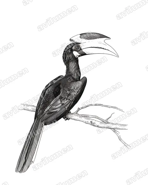 Ink illustration: Anthracoceros coronatus (Indian Pied Hornbill)
