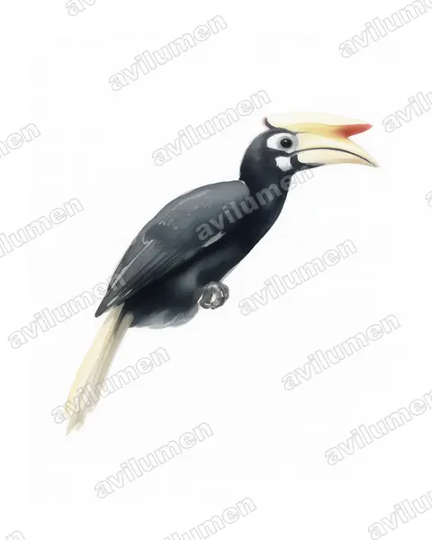 Watercolor illustration: Anthracoceros marchei (Palawan Hornbill)