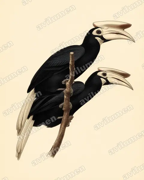 Vintage plate illustration: Anthracoceros marchei (Palawan Hornbill)