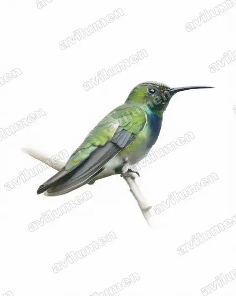 Illustration im Stil Aquarell: Puerto-Rico-Mangokolibri (Anthracothorax aurulentus)