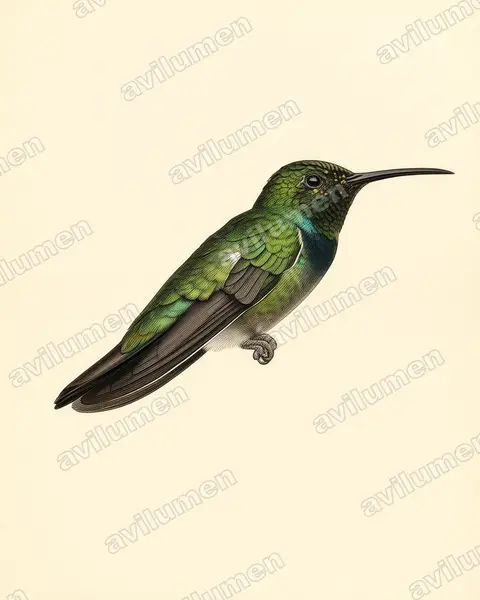 Illustration im Stil Historische Tafel: Puerto-Rico-Mangokolibri (Anthracothorax aurulentus)