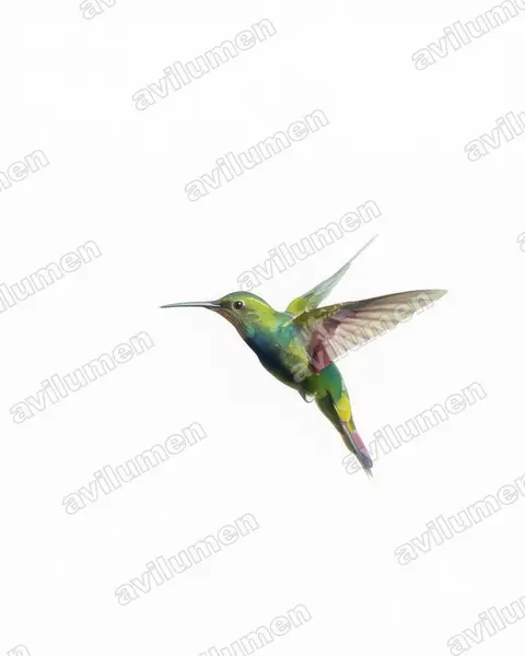 Illustration im Stil Aquarell: Dominikanermangokolibri (Anthracothorax dominicus)